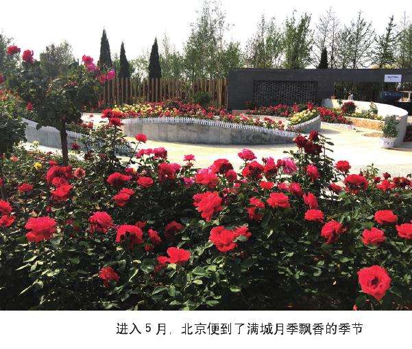 春天怎么赏花的方法