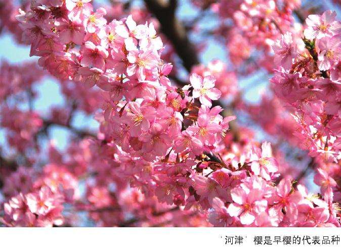 春天怎么赏花的方法