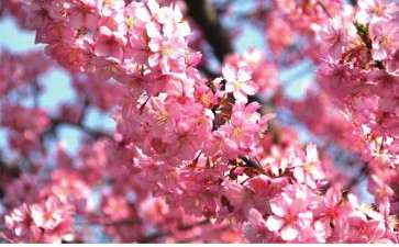 春天怎么赏花的方法