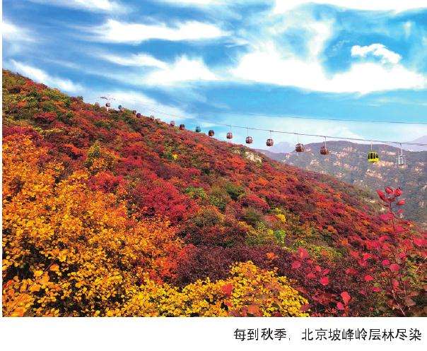 夏季怎么赏花的方法