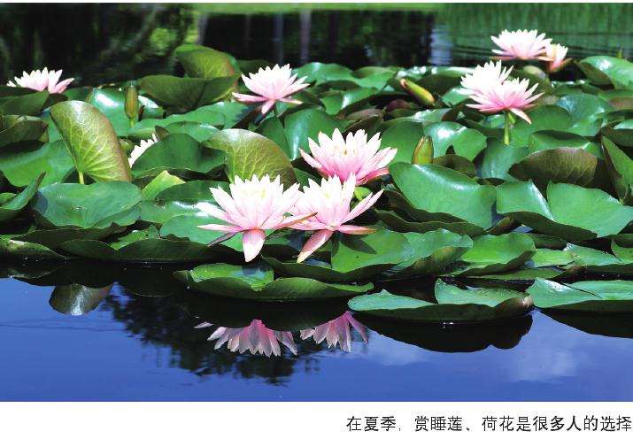 夏季怎么赏花的方法