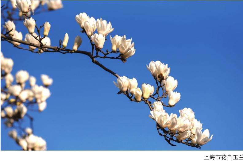 在上海哪里赏花比较好