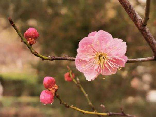 怎么通过各种形式多样的云赏花一饱眼福
