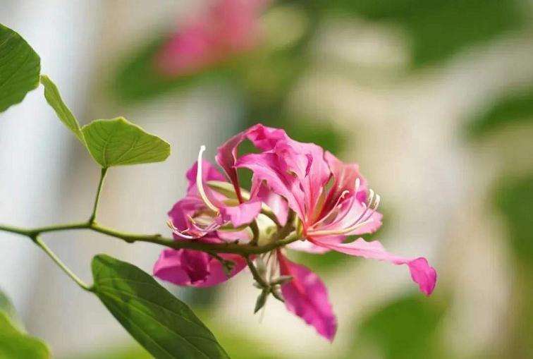 怎么通过各种形式多样的云赏花一饱眼福