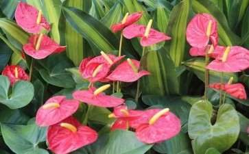 2020年3月上海盆花市场行情