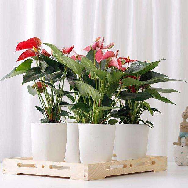 2020年3月广州盆花市场行情