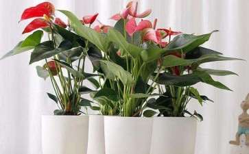 2020年3月漳州盆花市场行情