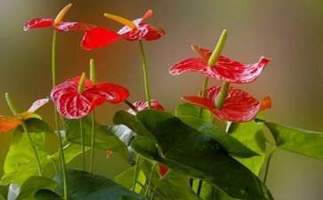 2020年3月青州盆花市场行情