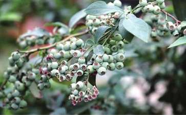 在花园中享受被四季追赶的乐趣