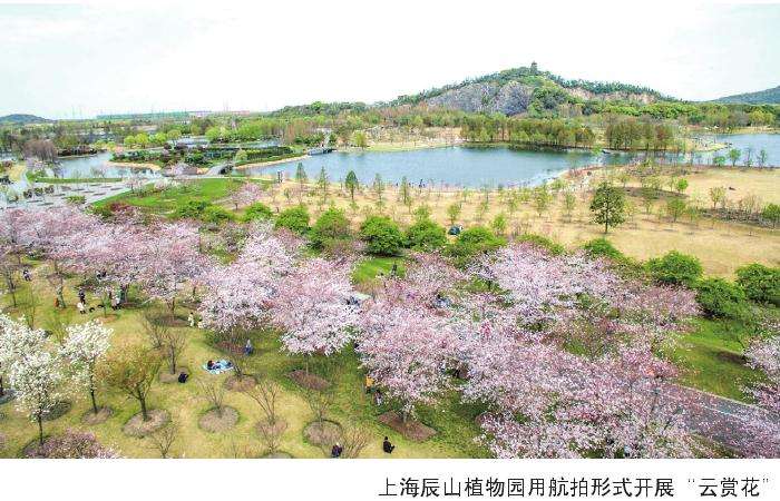 云赏花刷遍朋友圈