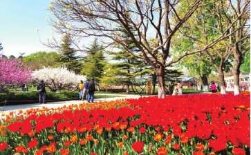 2020年 第二届菏泽花朝节于4月启幕