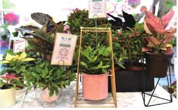 绿植是居家环境最好的软装师