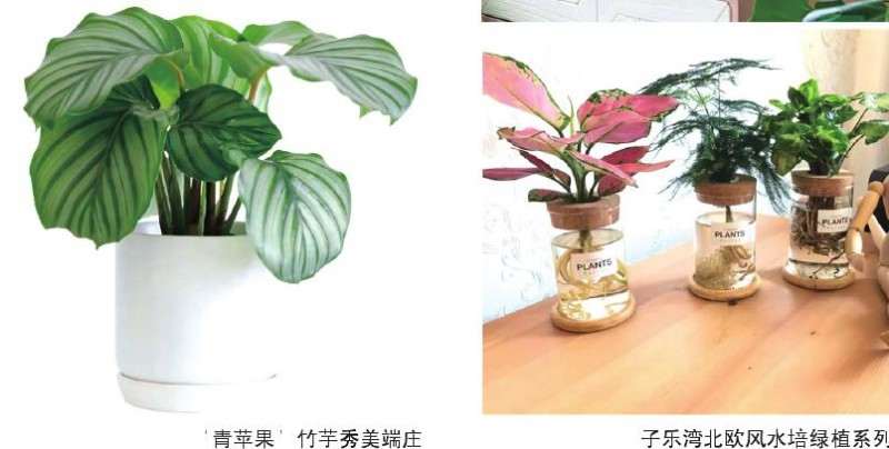 鹤望兰作为观叶盆栽最近几年才流行起来