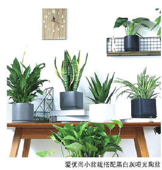 鹤望兰作为观叶盆栽最近几年才流行起来