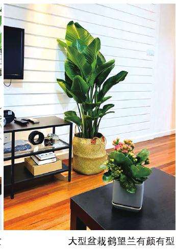 鹤望兰作为观叶盆栽最近几年才流行起来