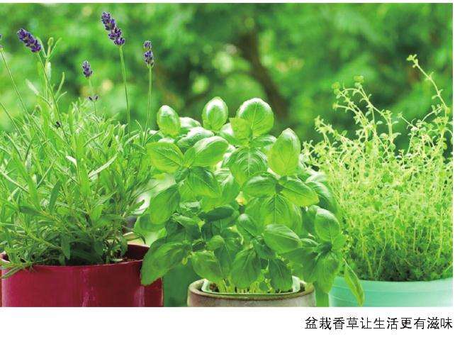国内香草产业得到快速发展