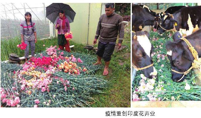 印度 2020年疫情重创花卉业