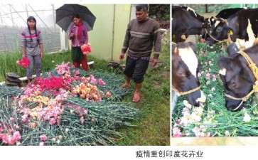 印度 2020年疫情重创花卉业
