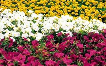 2020年西藏林周县打造拉萨最大花卉基地