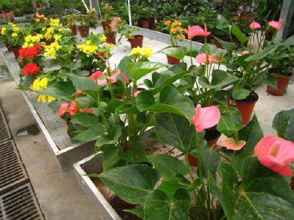 繁荣花市应规划先行 政策宽松 国际合作