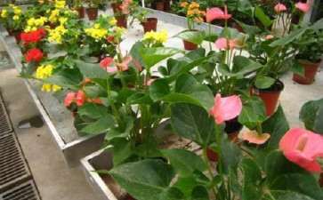 繁荣花市应规划先行 政策宽松 国际合作