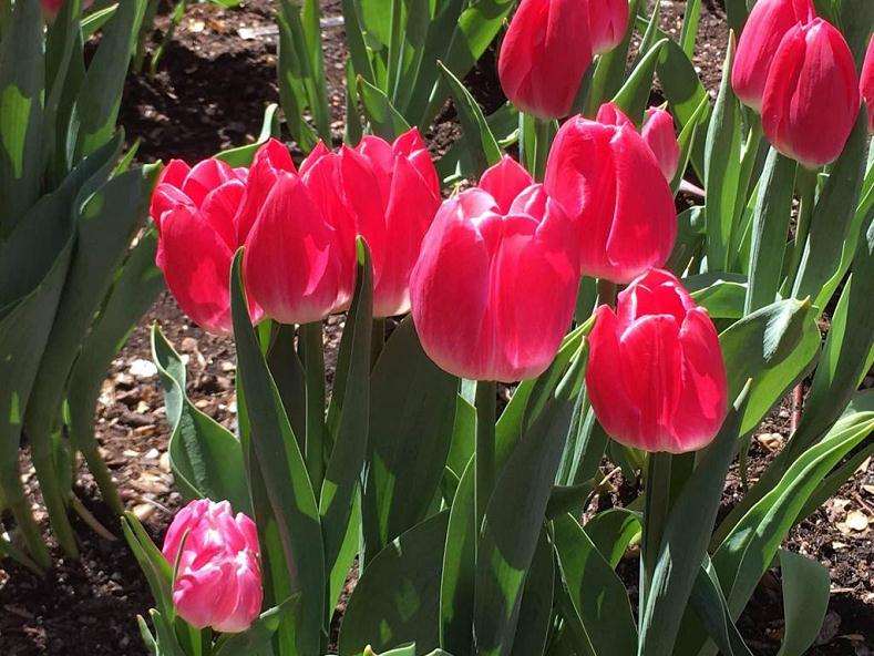 为什么纽约曼哈顿花市是世界第二大花市