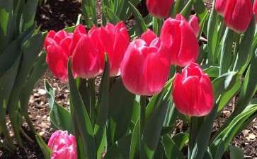 为什么纽约曼哈顿花市是世界第二大花市