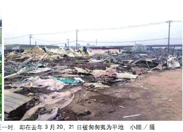 为什么上海花市会遭遇折腾的4个原因