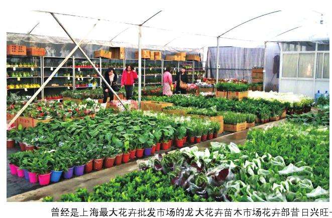 为什么上海花市会遭遇折腾的4个原因