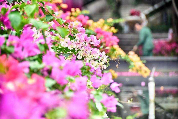 山东成功举办2019第16届杜鹃花展