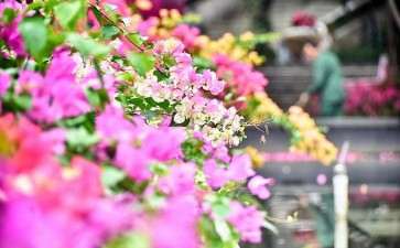 山东成功举办2019第16届杜鹃花展