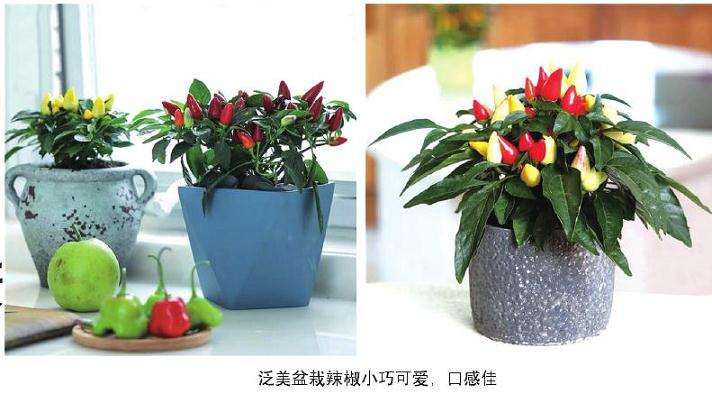 持续推出适合家庭种植的盆栽品种