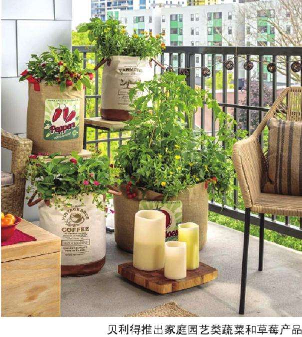 为什么盆栽蔬菜现在还属于小众产品
