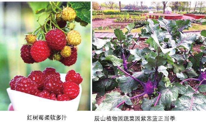 为什么盆栽蔬菜现在还属于小众产品