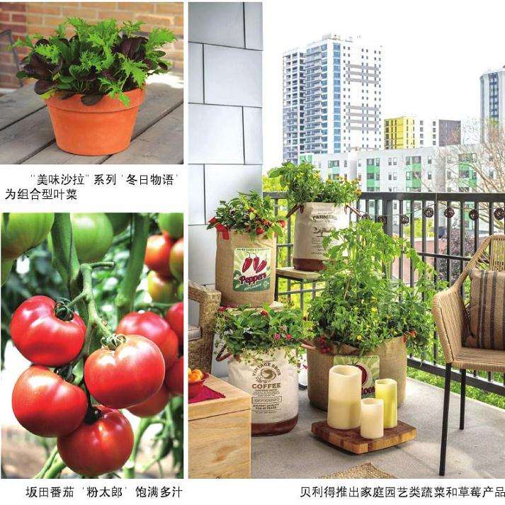 为什么盆栽蔬菜现在还属于小众产品