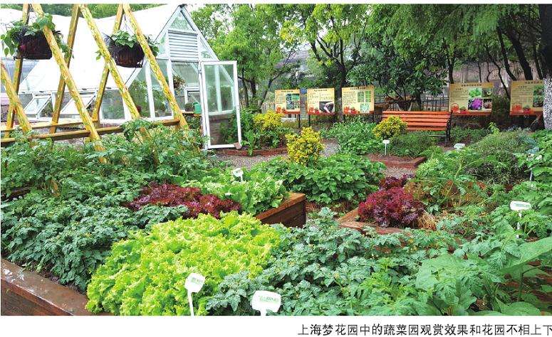 为什么盆栽蔬菜现在还属于小众产品