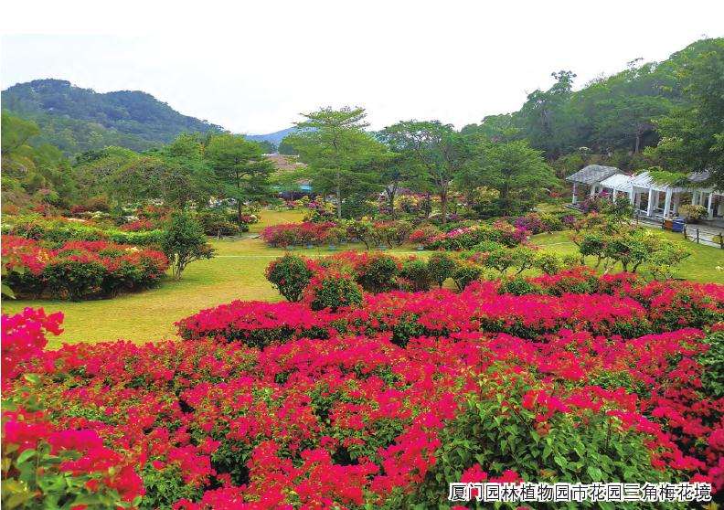 三角梅的概述和主要应用类型