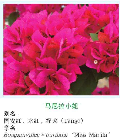 三角梅的概述和主要应用类型