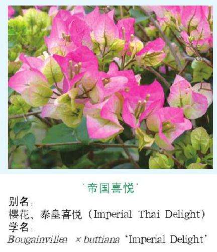 三角梅的概述和主要应用类型