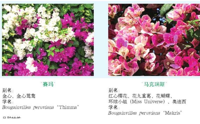常见的三角梅优良品种评价与鉴赏