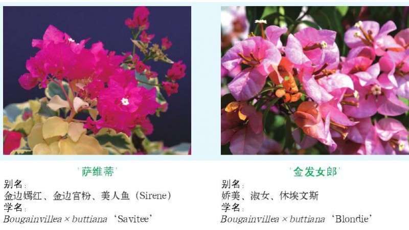 常见的三角梅优良品种评价与鉴赏