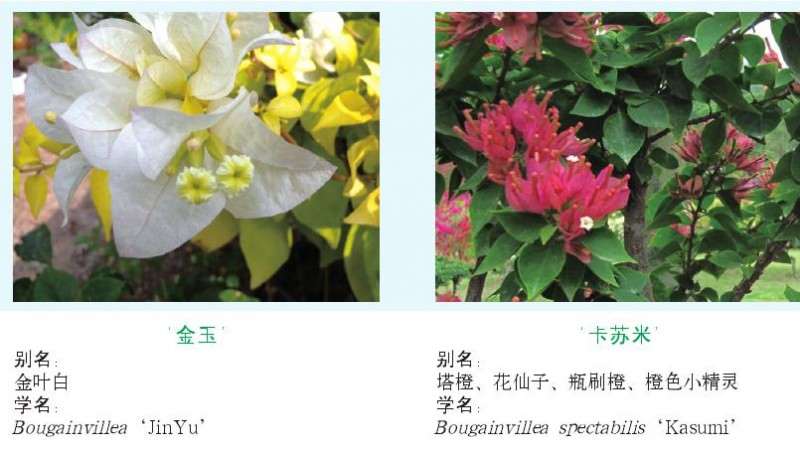 常见的三角梅优良品种评价与鉴赏