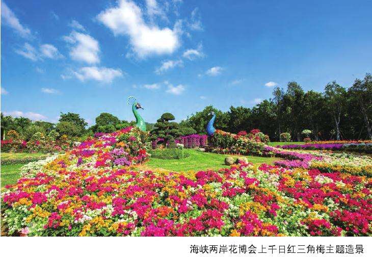 怎么整合优势资源打造三角梅品牌
