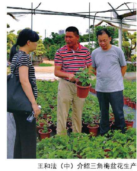 千日红园艺专业化的三角梅示范生产基地