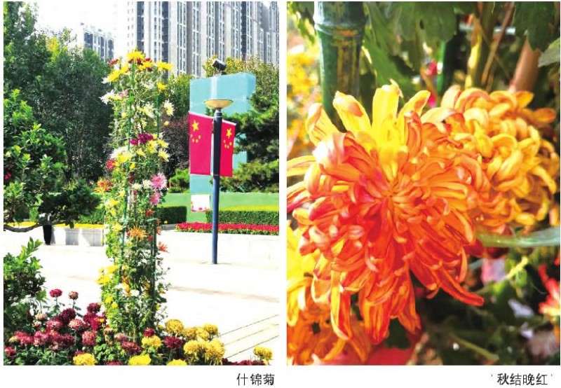 什锦菊的嫁接品种组合有哪些 图片