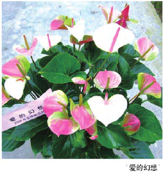 怎么提高红掌商品率的8个要素