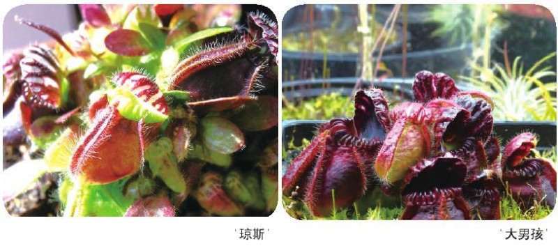 土瓶草怎么繁殖的3个方法