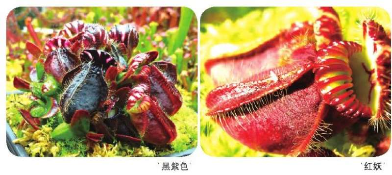 土瓶草怎么繁殖的3个方法