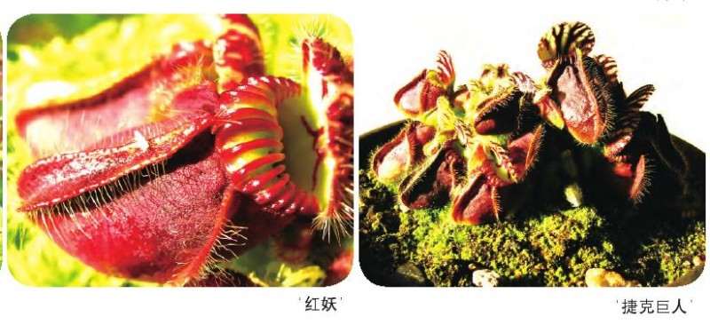 土瓶草怎么繁殖的3个方法