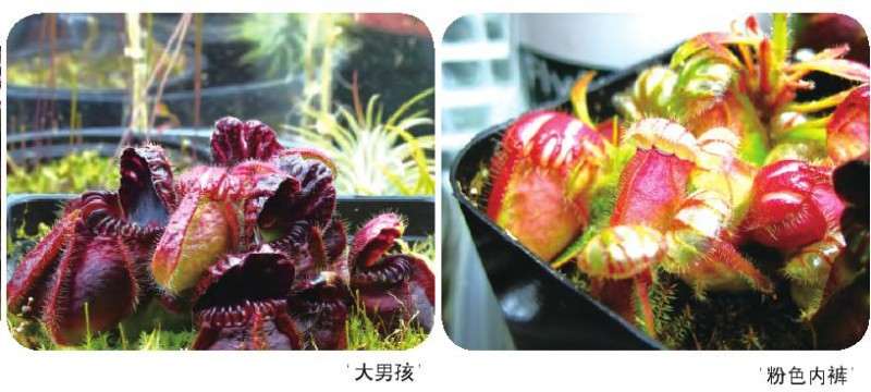 土瓶草怎么繁殖的3个方法
